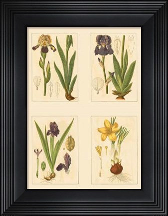 Framed Miniature Botanicals III Print