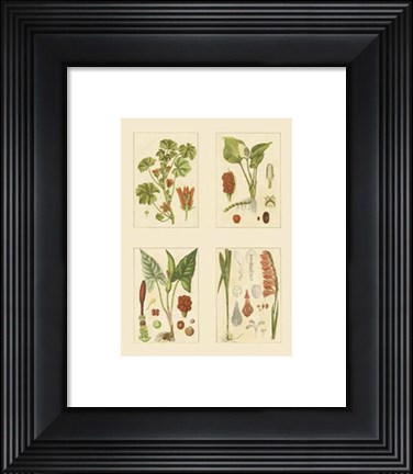Framed Miniature Botanicals IV Print