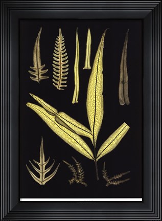 Framed Ferns on Black I Print