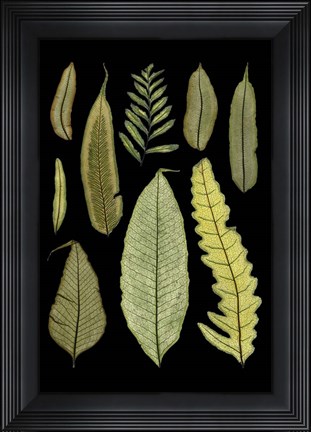 Framed Ferns on Black II Print