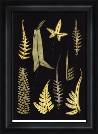 Framed Ferns on Black IV Print
