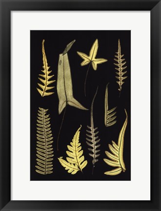 Framed Ferns on Black IV Print