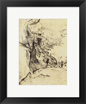 Framed Sepia Tree Study Print