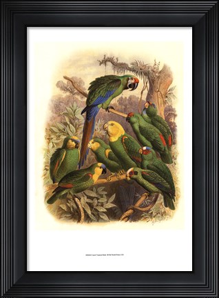 Framed Tropical Birds I Print