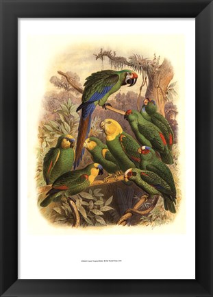 Framed Tropical Birds I Print