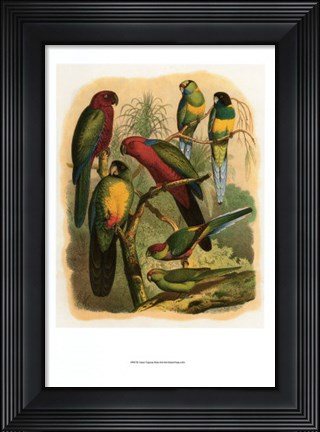 Framed Tropical Birds II Print