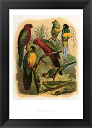 Framed Tropical Birds II Print