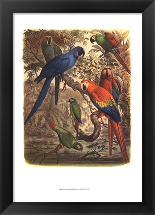 Framed Tropical Birds III Print