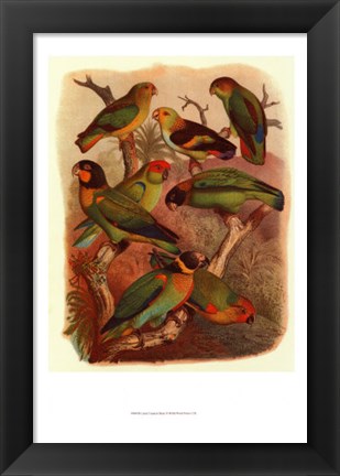 Framed Tropical Birds IV Print