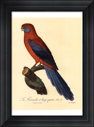 Framed Parrot, PL 78 Print