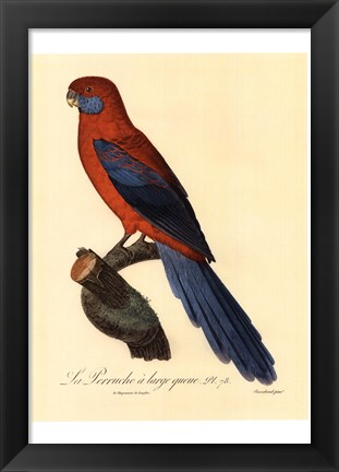 Framed Parrot, PL 78 Print