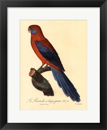 Framed Parrot, PL 78 Print