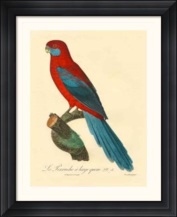Framed Parrot, PL 78 Print