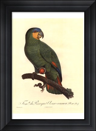 Framed Parrot, PL 110 Print