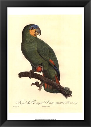 Framed Parrot, PL 110 Print