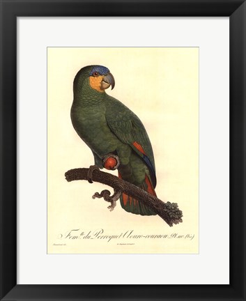 Framed Parrot, PL 110 Print