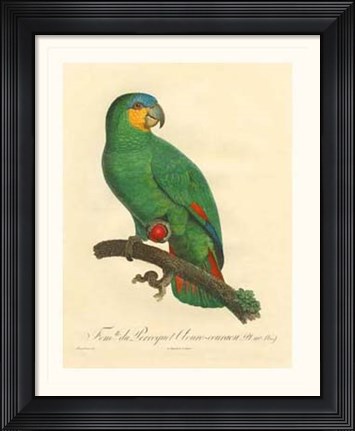Framed Parrot, PL 110 Print