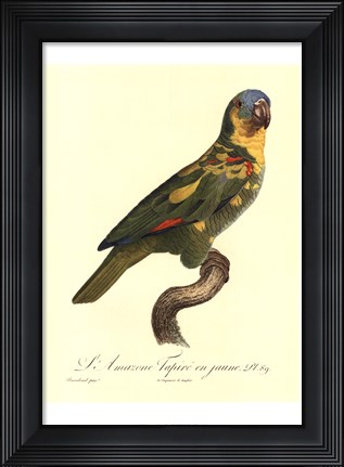 Framed Parrot, PL 89 Print