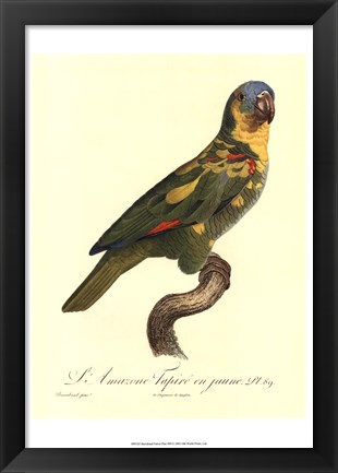 Framed Parrot, PL 89 Print