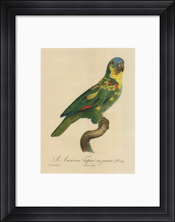 Framed Parrot, PL 89 Print