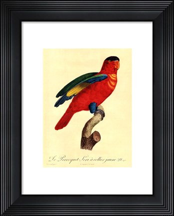 Framed Parrot, PL 95 Print