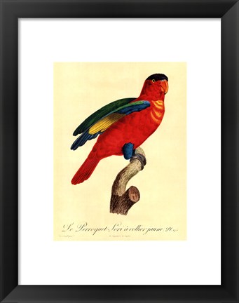Framed Parrot, PL 95 Print