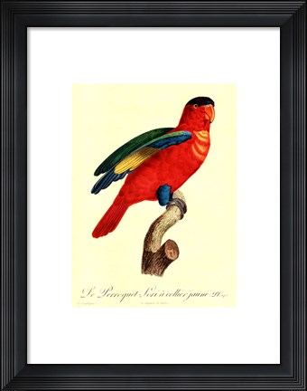 Framed Parrot, PL 95 Print