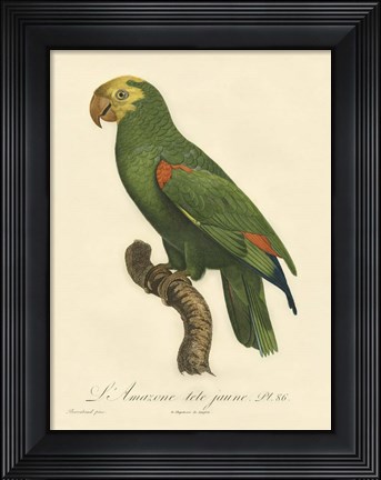Framed Parrot, PL 86 Print