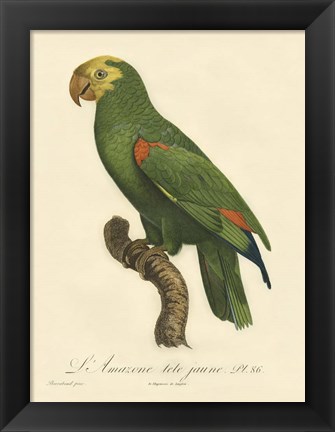 Framed Parrot, PL 86 Print