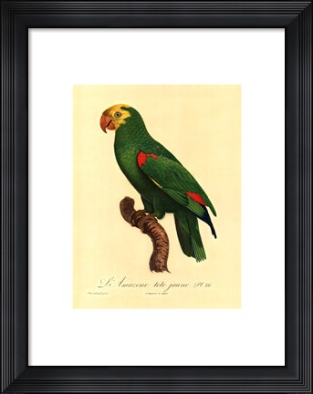 Framed Parrot, PL 86 Print