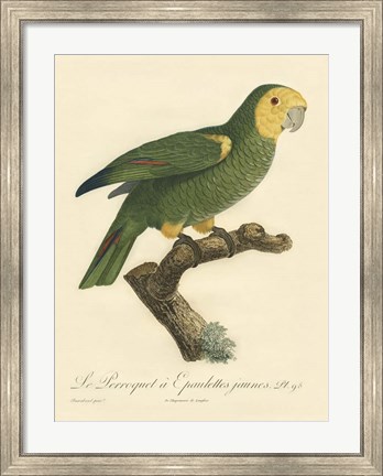 Framed Parrot, PL 98 Print
