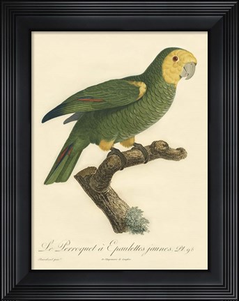 Framed Parrot, PL 98 Print