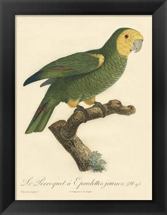 Framed Parrot, PL 98 Print