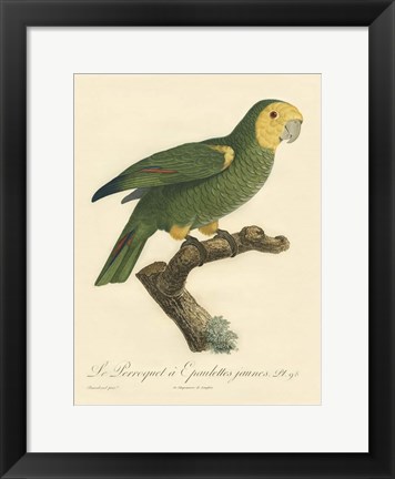 Framed Parrot, PL 98 Print