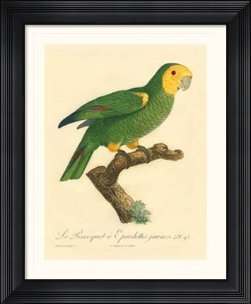 Framed Parrot, PL 98 Print