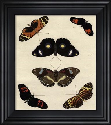 Framed Butterfly Melage I Print