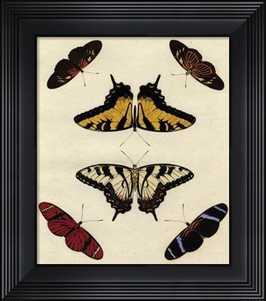 Framed Butterfly Melage II Print