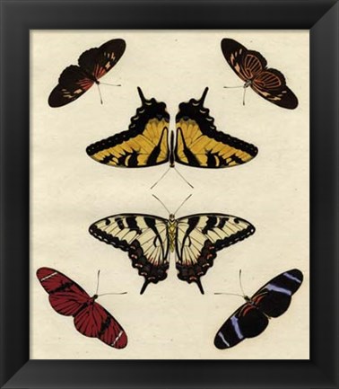 Framed Butterfly Melage II Print