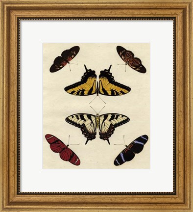 Framed Butterfly Melage II Print