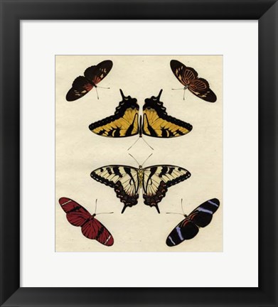 Framed Butterfly Melage II Print