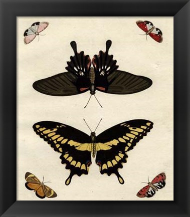 Framed Butterfly Melage III Print