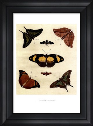 Framed Butterfly Melage IV Print