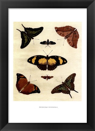 Framed Butterfly Melage IV Print