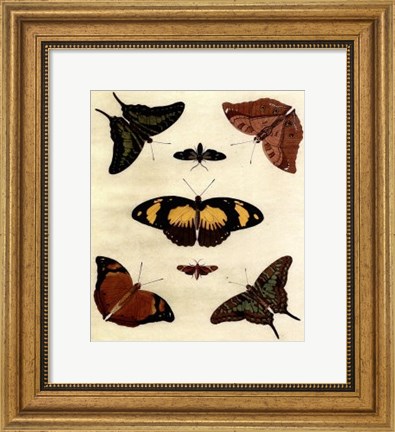 Framed Butterfly Melage IV Print