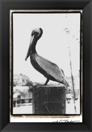 Framed Pelican Perch Print