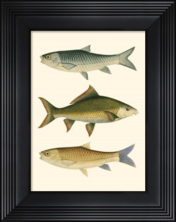 Framed Antique Fish I Print