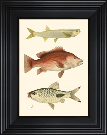 Framed Antique Fish II Print
