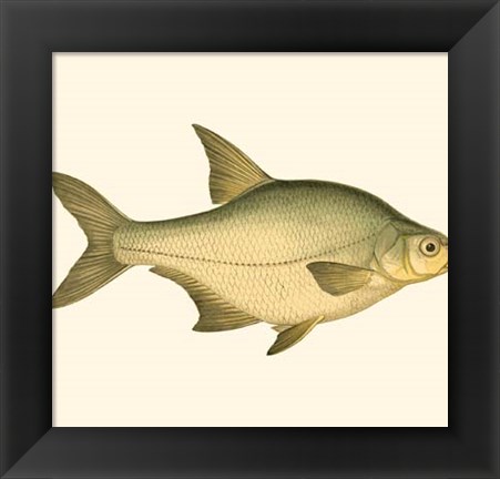 Framed Small Antique Fish I Print