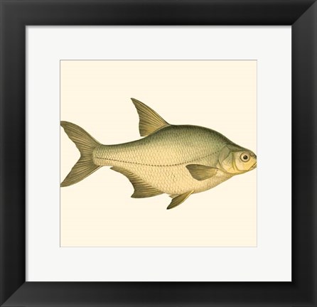 Framed Small Antique Fish I Print