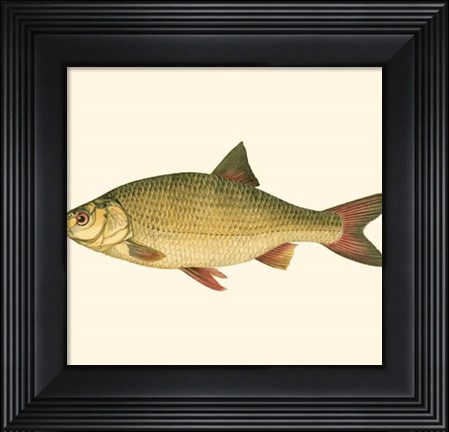 Framed Small Antique Fish II Print